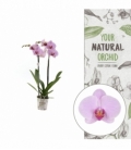 Phalaenopsis
