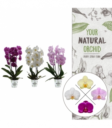 Phalaenopsis