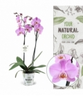 Phalaenopsis