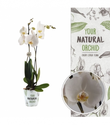 Phalaenopsis