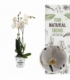 Phalaenopsis