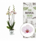 Phalaenopsis
