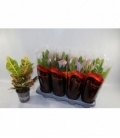 Codiaeum