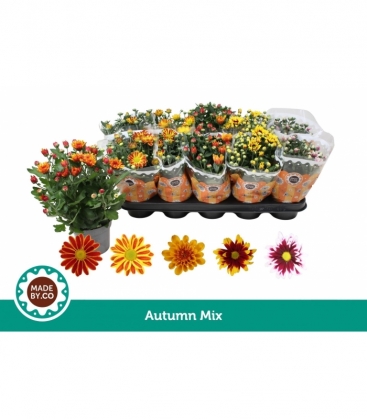 Chrysanthemum