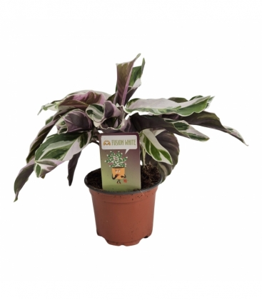 Calathea
