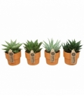 Aloe