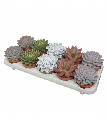 Echeveria
