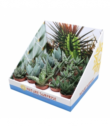 Aloe