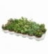 Crassula