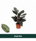 Calathea