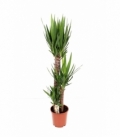 Yucca