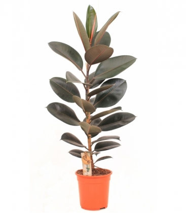 Ficus