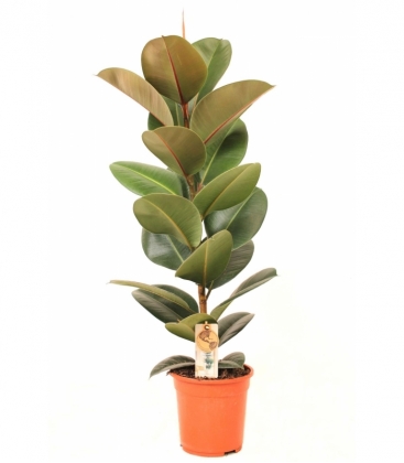 Ficus