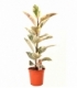 Ficus