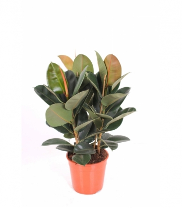 Ficus