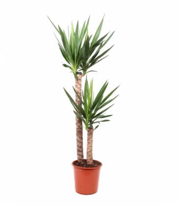 Yucca