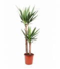 Yucca