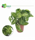 Syngonium