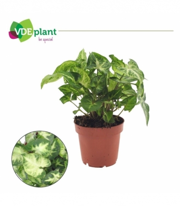 Syngonium