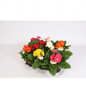 Gerbera