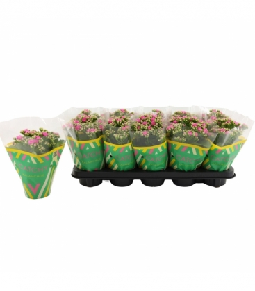 Kalanchoe