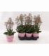 Kalanchoe