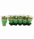 Kalanchoe
