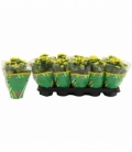 Kalanchoe