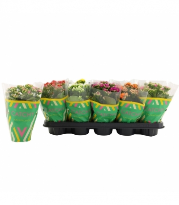 Kalanchoe