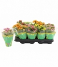 Kalanchoe