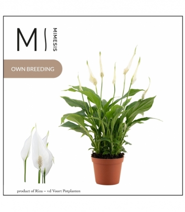 Spathiphyllum