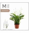 Spathiphyllum