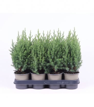 Juniperus