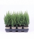 Juniperus
