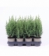 Juniperus