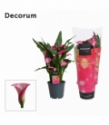 Zantedeschia