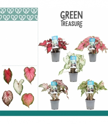 Caladium