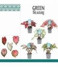 Caladium