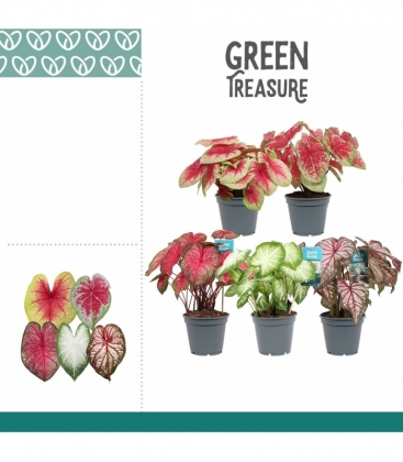 Caladium