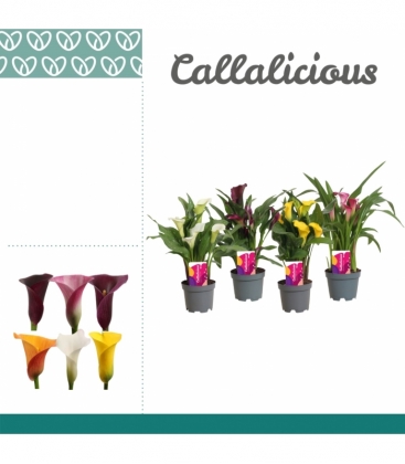 Zantedeschia