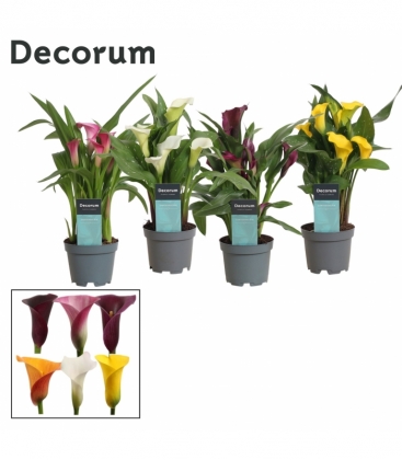 Zantedeschia