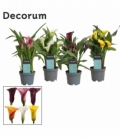 Zantedeschia