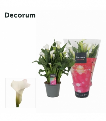 Zantedeschia