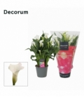 Zantedeschia