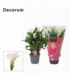 Zantedeschia