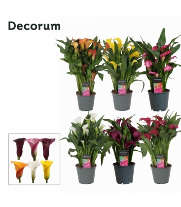 Zantedeschia