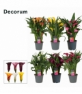 Zantedeschia
