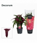 Zantedeschia