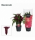 Zantedeschia