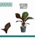 Musa